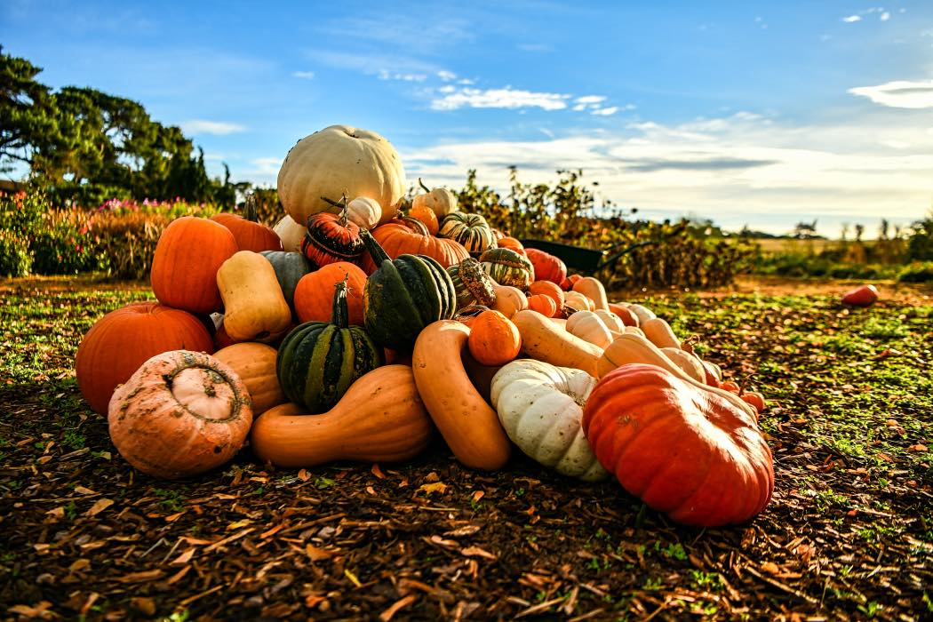 La zucca: l'alleata per chi ama l'endurance